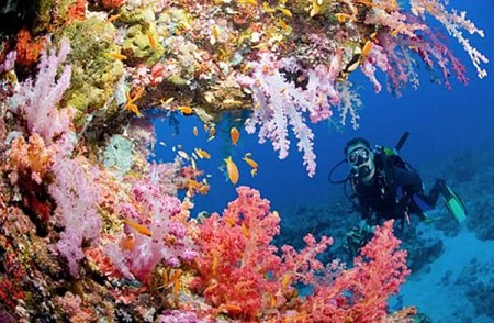 Lặn biển ngắm san hô – trải nghiệm không thể thiếu