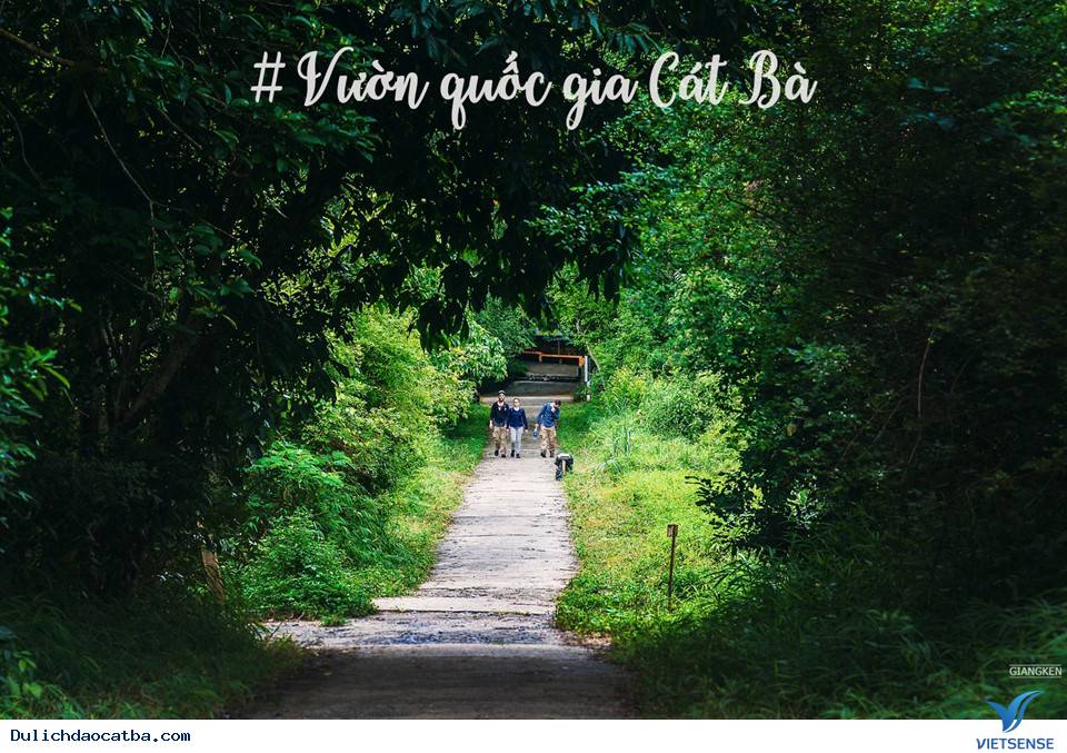 Cuối Tuần Lên Rừng Xuống Biển Ở Cát Bà - Ảnh 14 Cuối Tuần Lên Rừng Xuống Biển Ở Cát Bà - Ảnh 14