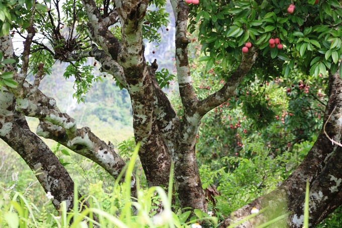 Ngạc nhiên trước rừng vải cổ thụ giữa đảo Cát Bà - Ảnh 3 Ngạc nhiên trước rừng vải cổ thụ giữa đảo Cát Bà - Ảnh 3