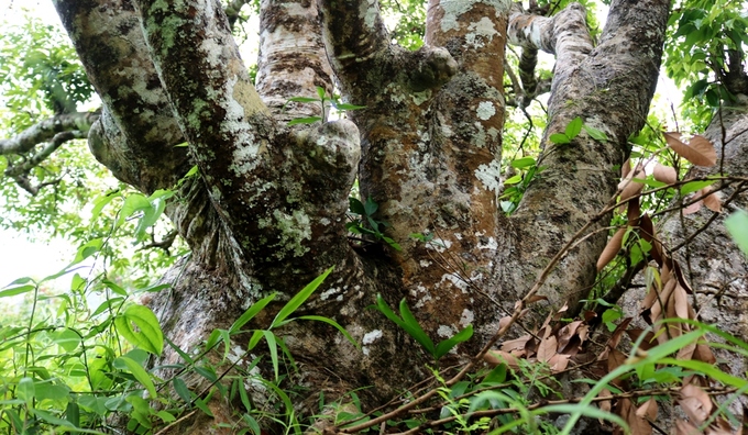 Ngạc nhiên trước rừng vải cổ thụ giữa đảo Cát Bà - Ảnh 6 Ngạc nhiên trước rừng vải cổ thụ giữa đảo Cát Bà - Ảnh 6