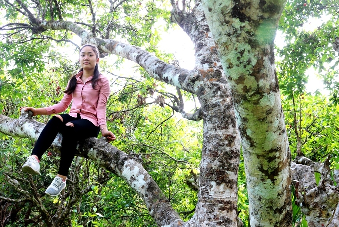 Ngạc nhiên trước rừng vải cổ thụ giữa đảo Cát Bà - Ảnh 7 Ngạc nhiên trước rừng vải cổ thụ giữa đảo Cát Bà - Ảnh 7