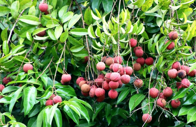 Ngạc nhiên trước rừng vải cổ thụ giữa đảo Cát Bà - Ảnh 2 Ngạc nhiên trước rừng vải cổ thụ giữa đảo Cát Bà - Ảnh 2