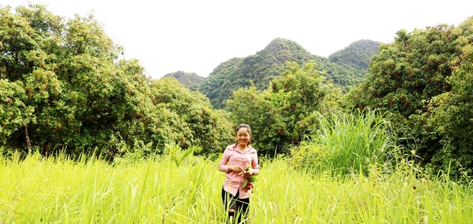 Ngạc nhiên trước rừng vải cổ thụ giữa đảo Cát Bà - Ảnh 5 Ngạc nhiên trước rừng vải cổ thụ giữa đảo Cát Bà - Ảnh 5