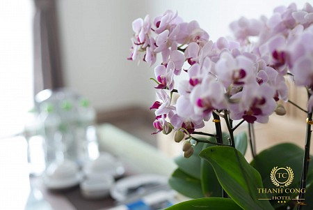 Khách Sạn Thành Công Cát Bà 3 Sao