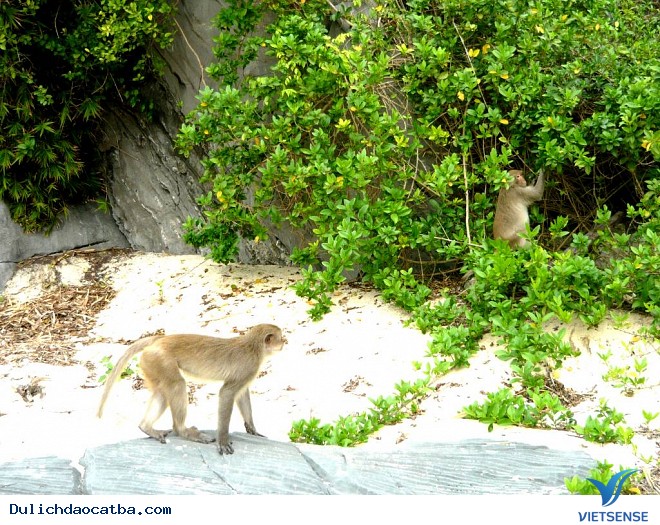 Cát Bà Thay Đổi Theo Chiều Hướng Nào Sau Bài Học Từ Hạ Long - Ảnh 6 Cát Bà Thay Đổi Theo Chiều Hướng Nào Sau Bài Học Từ Hạ Long - Ảnh 6