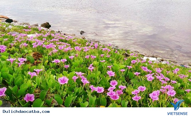 Làm Gì Khi Đi Biển Bị Sứa Đốt - Ảnh 4