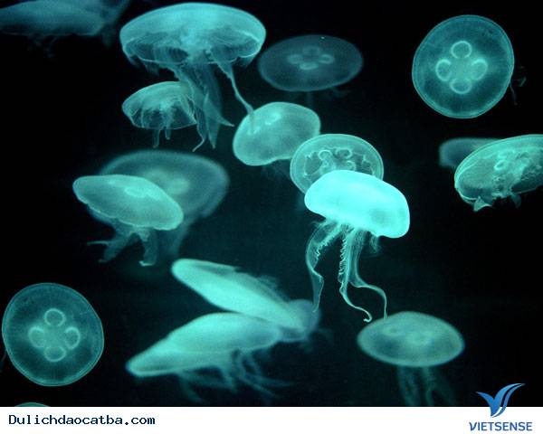 Làm Gì Khi Đi Biển Bị Sứa Đốt - Ảnh 1