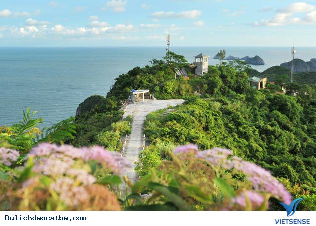 Vi Vu Cát Bà - Ảnh 2