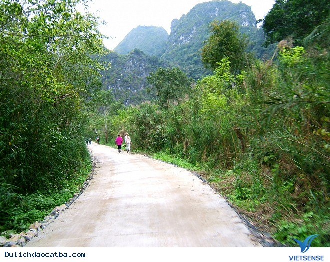 Vi Vu Cát Bà - Ảnh 4