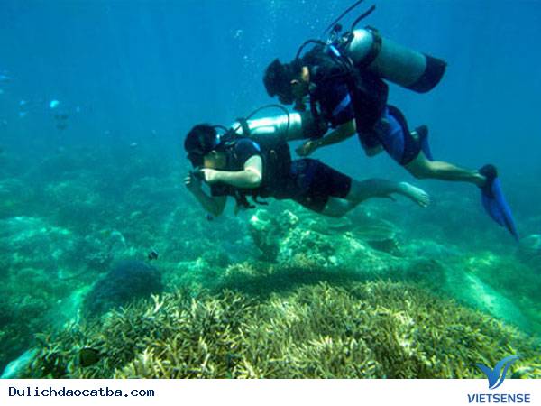 Lặn biển ngắm san hô Lặn biển ngắm san hô