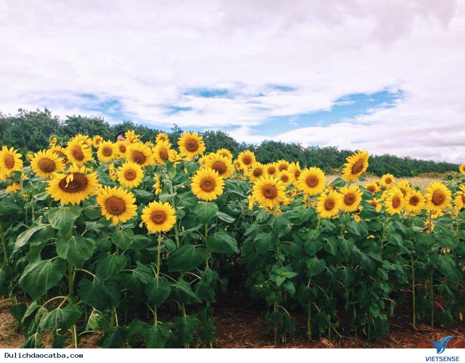 Đà Lạt - thành phố ngàn hoa - Ảnh 1 Đà Lạt - thành phố ngàn hoa - Ảnh 1