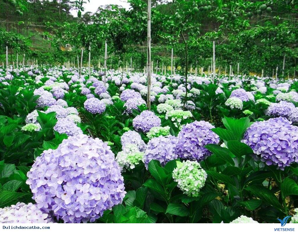 Đà Lạt - thành phố ngàn hoa - Ảnh 2 Đà Lạt - thành phố ngàn hoa - Ảnh 2