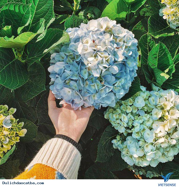 Đà Lạt - thành phố ngàn hoa - Ảnh 3 Đà Lạt - thành phố ngàn hoa - Ảnh 3