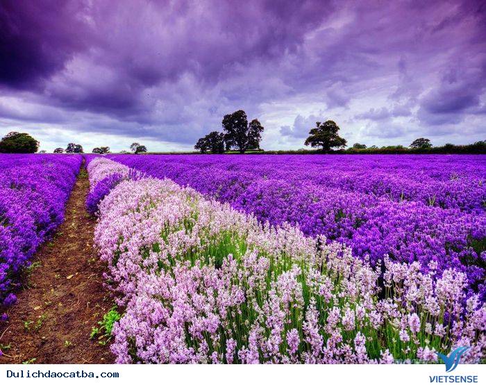 Đà Lạt - thành phố ngàn hoa - Ảnh 4 Đà Lạt - thành phố ngàn hoa - Ảnh 4