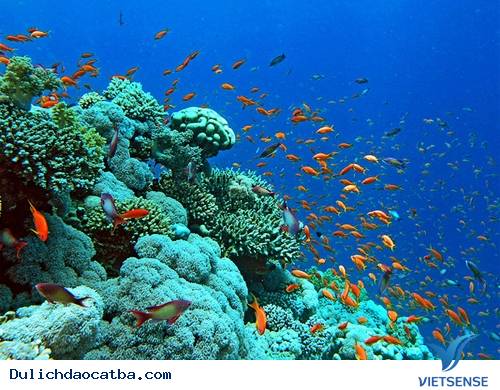 Lặn biển ngắm san hô Lặn biển ngắm san hô