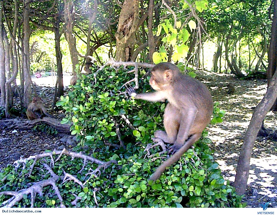 Tham quan đảo Khỉ Tham quan đảo Khỉ