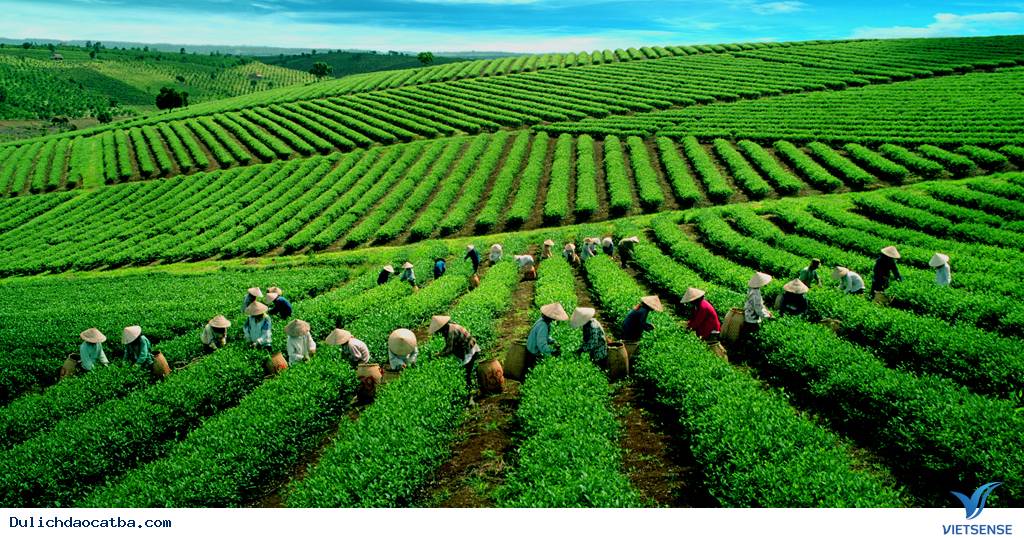 Đồi chè Cầu Đất Đồi chè Cầu Đất