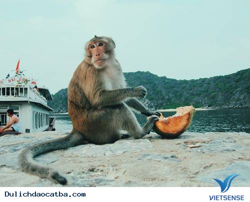 hành trình Cát Bà Ngắn Ngày Nên Tới Những Điểm Đến Nào ? - Ảnh 4