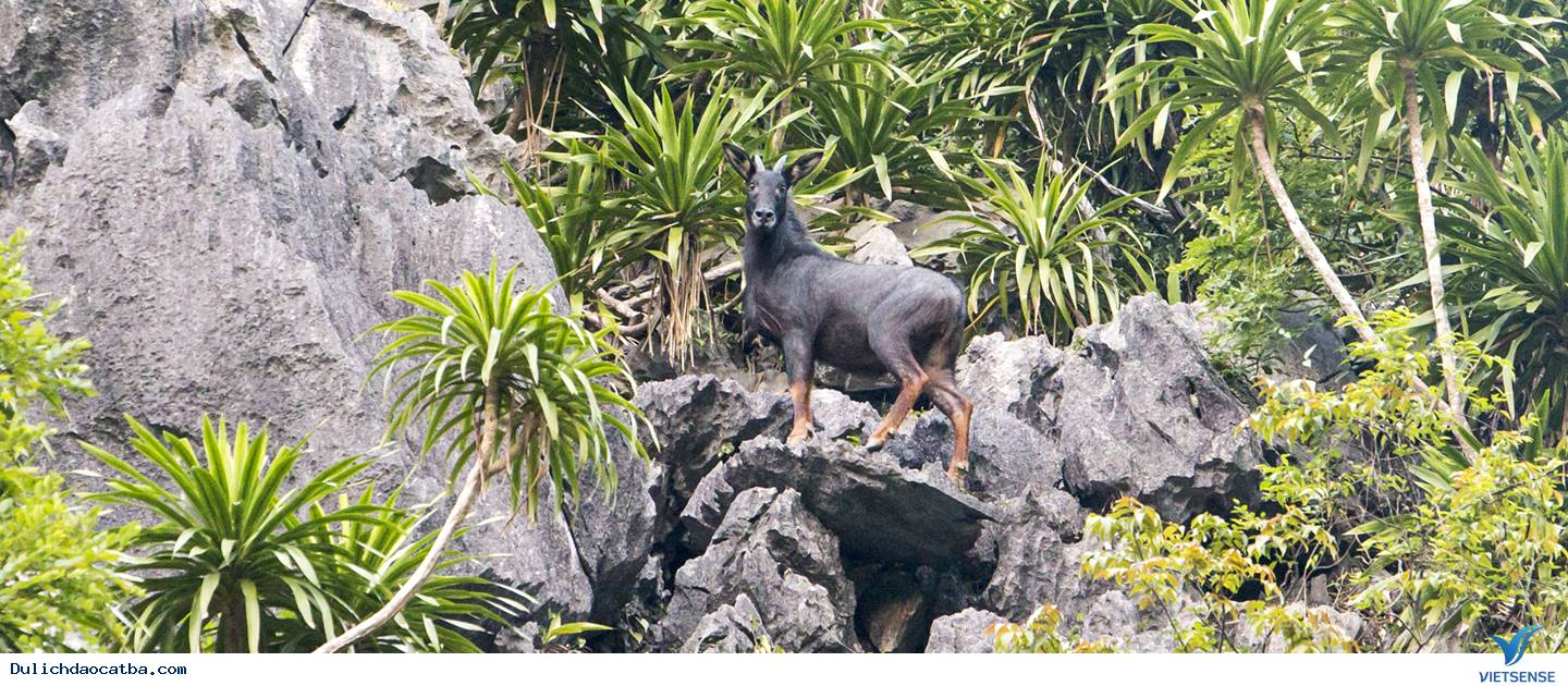 Những lời giới thiệu về rừng già Cát Bà