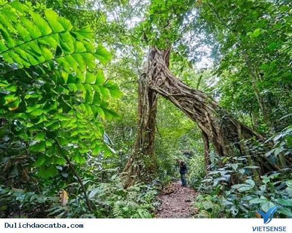 Ghé vườn Quốc gia Cát Bà thăm đường độc đạo - Ảnh 1