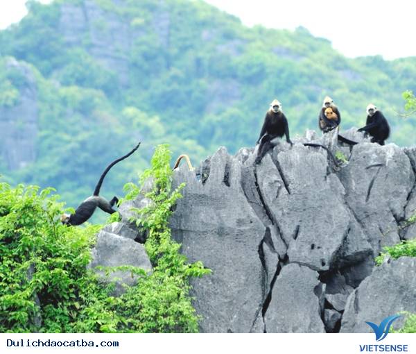 Giới thiệu chung - Ảnh 1