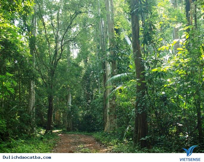 Hang động Trung Trang – Cát Bà - Ảnh 4 Hang động Trung Trang – Cát Bà - Ảnh 4