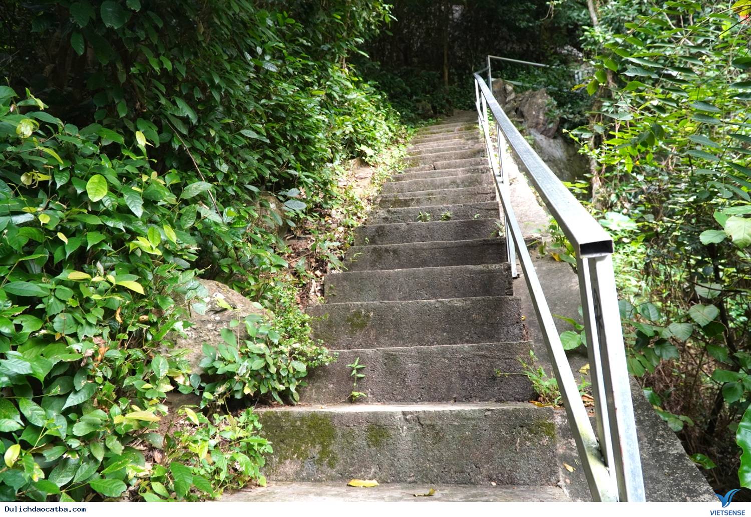 Hang Quân Y Trong Rừng Cát Bà - Ảnh 2 Hang Quân Y Trong Rừng Cát Bà - Ảnh 2