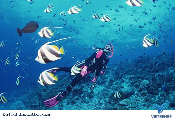 Lặn biển ngắm san hô – trải nghiệm không thể thiếu khi đi thăm quan Cát Bà - Ảnh 3 Lặn biển ngắm san hô – trải nghiệm không thể thiếu khi đi thăm quan Cát Bà - Ảnh 3