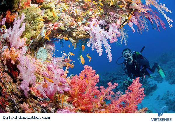 Lặn biển ngắm san hô – trải nghiệm không thể thiếu khi đi thăm quan Cát Bà - Ảnh 2 Lặn biển ngắm san hô – trải nghiệm không thể thiếu khi đi thăm quan Cát Bà - Ảnh 2