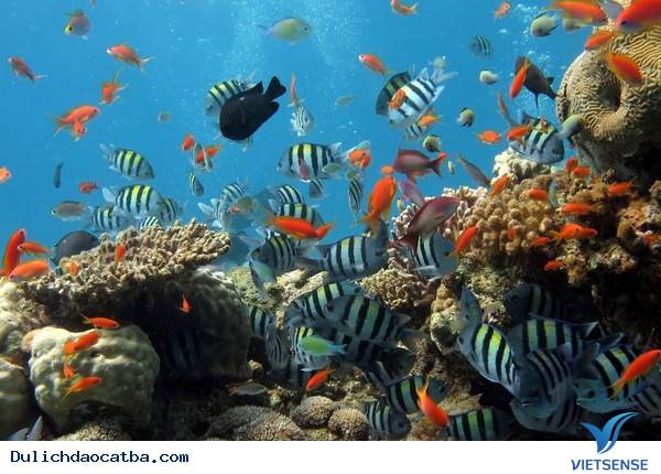 Lặn biển ngắm san hô – trải nghiệm không thể thiếu khi đi thăm quan Cát Bà - Ảnh 1 Lặn biển ngắm san hô – trải nghiệm không thể thiếu khi đi thăm quan Cát Bà - Ảnh 1