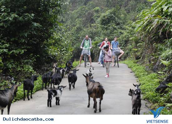 Làng Việt Hải, Cát Bà - Ảnh 4 Làng Việt Hải, Cát Bà - Ảnh 4