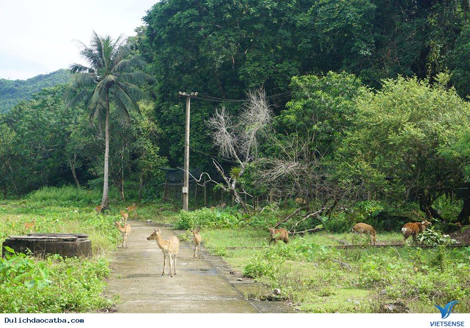 Vườn quốc gia cát bà 2