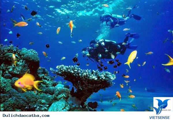 Những Hoạt Động Thú Vị Trong chuyến đi Cát Bà - Ảnh 3