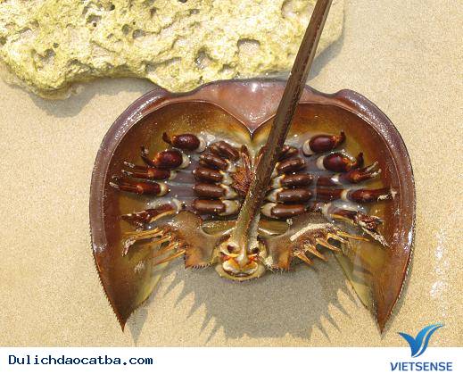 Những Món Ngon Khó Cưỡng Khi đi thăm quan Cát Bà (P1) - Ảnh 2 Những Món Ngon Khó Cưỡng Khi đi thăm quan Cát Bà (P1) - Ảnh 2