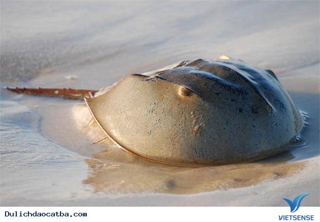 Những Món Ngon Khó Cưỡng Khi đi thăm quan Cát Bà (P1) - Ảnh 1 Những Món Ngon Khó Cưỡng Khi đi thăm quan Cát Bà (P1) - Ảnh 1