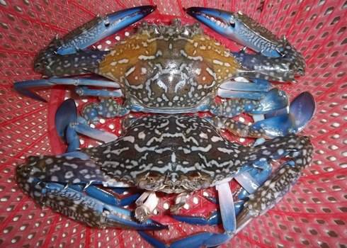 Ghẹ Biển - Ảnh 1 Ghẹ Biển - Ảnh 1