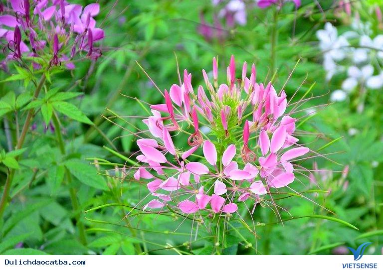 Giá vé vào cửa thung lũng hoa Cát Bà là bao nhiêu? - Ảnh 3