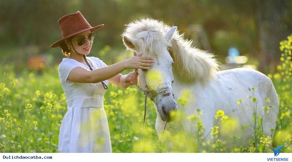 Giá vé vào cửa thung lũng hoa Cát Bà là bao nhiêu? - Ảnh 8