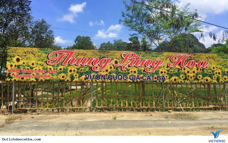 Thung lũng hoa Cát Bà khiến giới trẻ mê mẩn - Ảnh 1