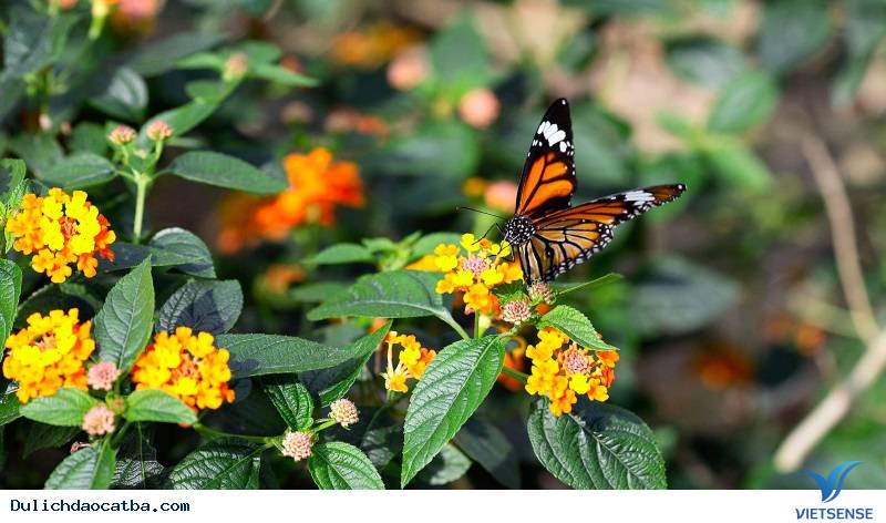 Giá vé vào cửa thung lũng hoa Cát Bà là bao nhiêu? - Ảnh 1