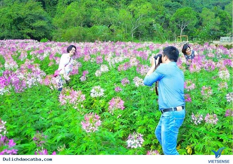 Giá vé vào cửa thung lũng hoa Cát Bà là bao nhiêu? - Ảnh 2