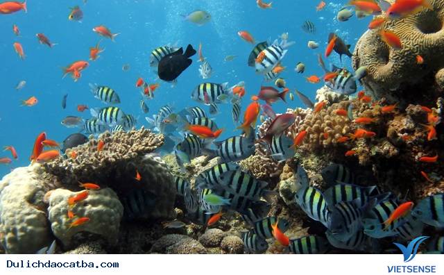Lặn biển ngắm san hô Lặn biển ngắm san hô
