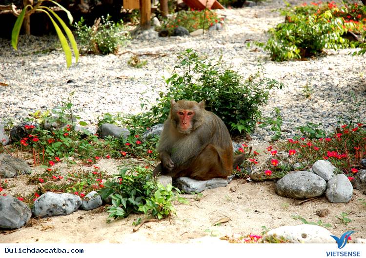 Đảo Khỉ Đảo Khỉ