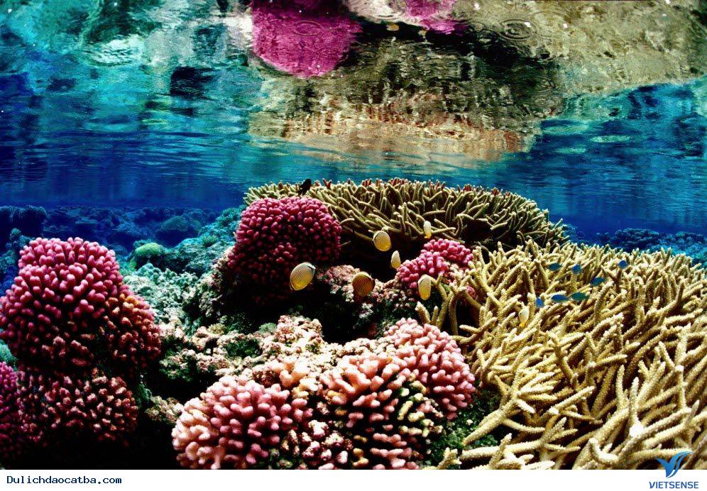 Vẻ Đẹp Hoang Sơ Của Vịnh Lan Hạ Trên Biển Cát Bà - Ảnh 5