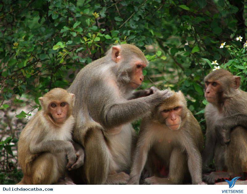 Vẻ Đẹp Hoang Sơ Của Vịnh Lan Hạ Trên Biển Cát Bà - Ảnh 7